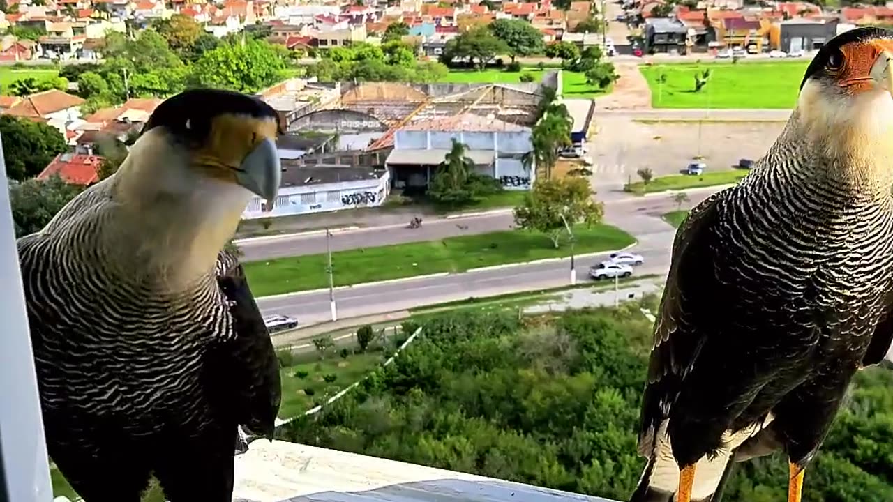 Sharing Treats With Wild Falcons at the Window