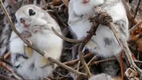 The squirrel disappeared into a hollow at the base of the tree