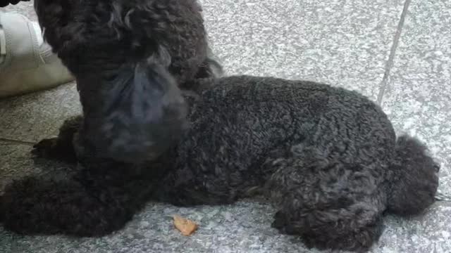 puppy