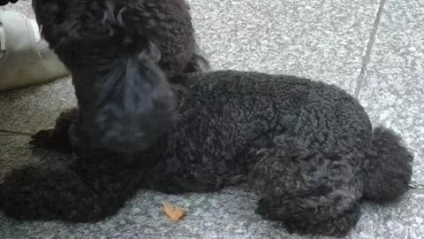 puppy