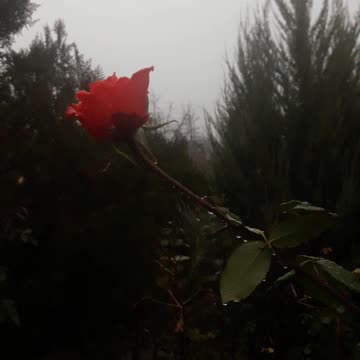 Survivor and the best