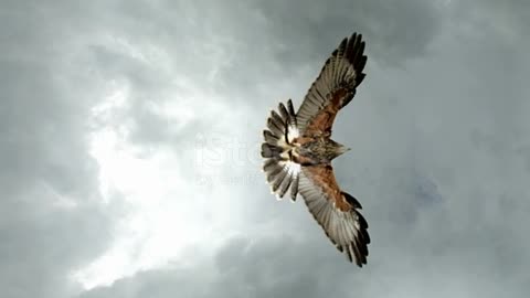 Amazing eagle for flying in sky,,😮💯