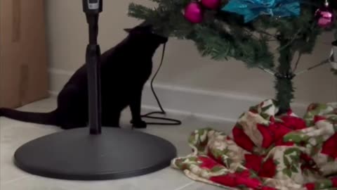 Cute Precious Piper Likes the Christmas Tree - Adopting a Cat from a Shelter Vlog #shorts