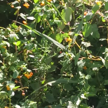 Hummingbird up close