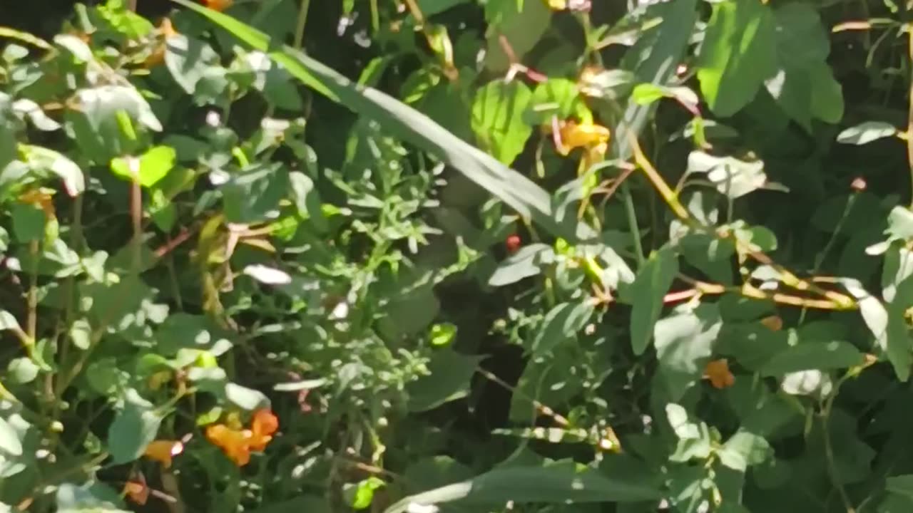 Hummingbird up close