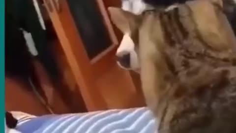 💞😆Cats and dogs fighting very funny😂-- Try not to laugh --#shorts