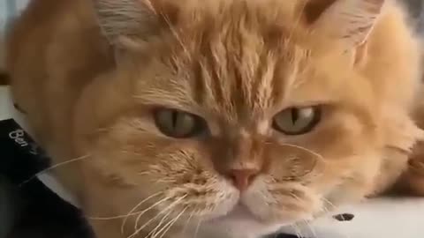 Angry cat