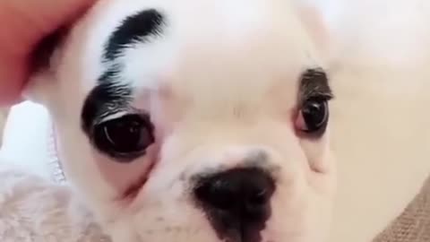 OMG! Funny & Angry dogs videos