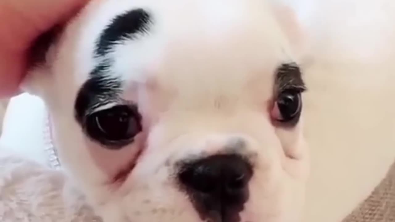 OMG! Funny & Angry dogs videos