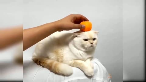 Cut Cat Funny Videos Compilation..