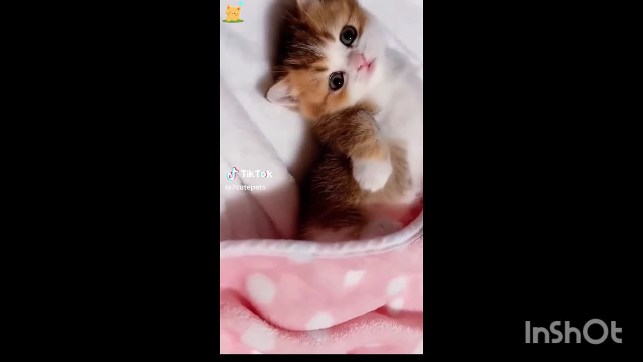 Cute Cat