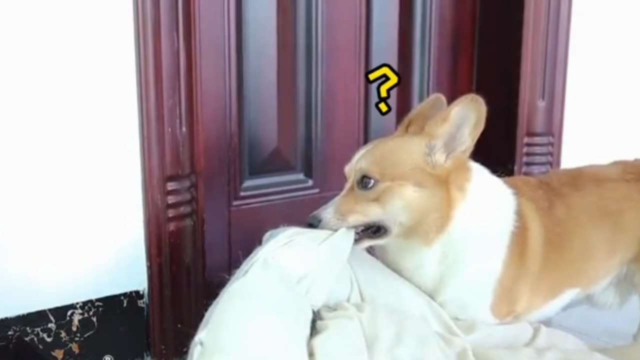 my dog bribed me with money