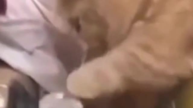Cute Cat Vid.