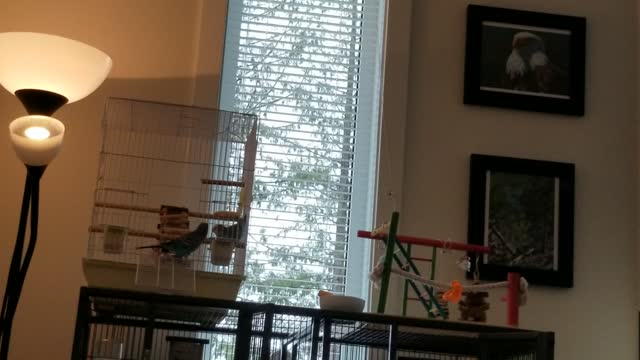 Benji bugging Budgie while she tries to eat 2