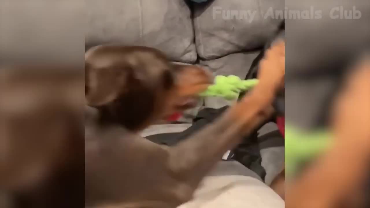 Funniest animals video 2023 #1