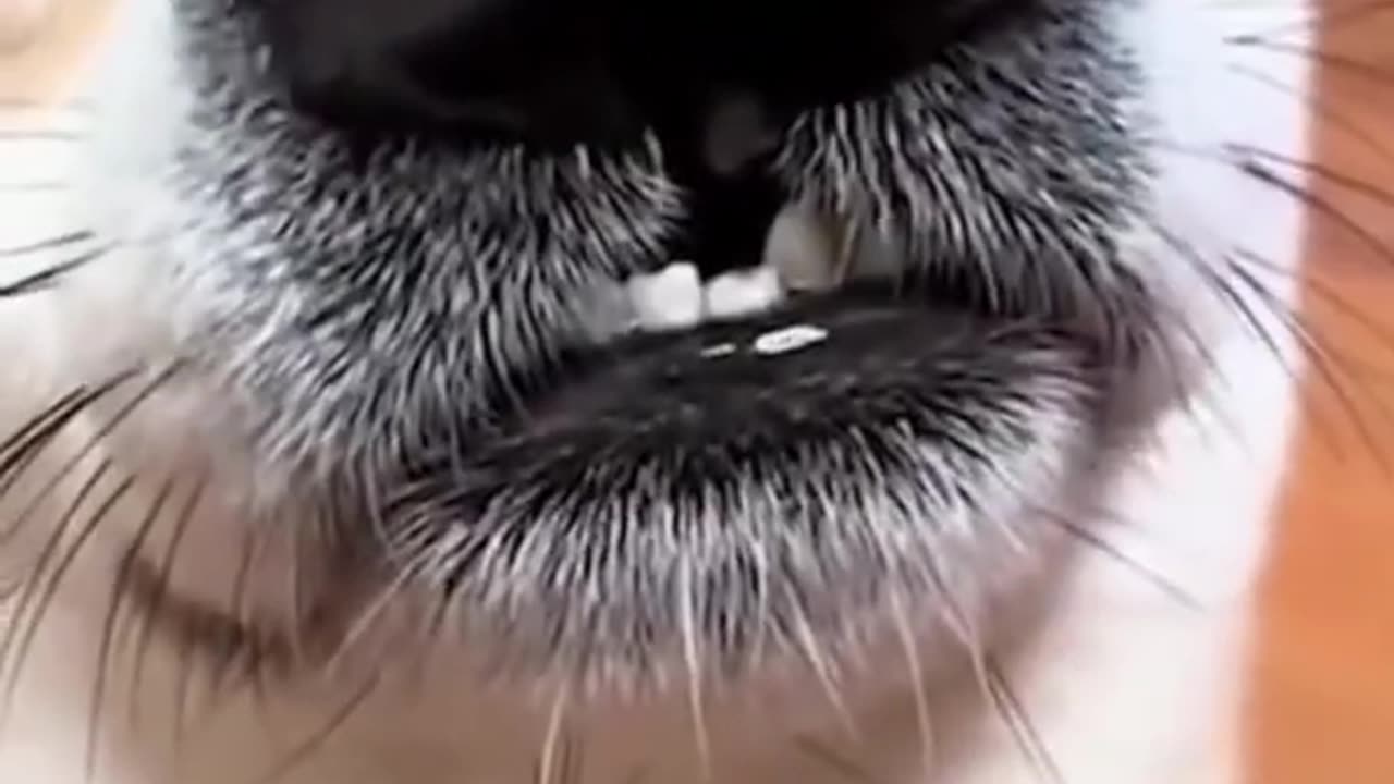 Best Cute and Funny Cats and Dogs 2023