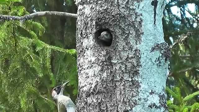 Woodpeckers looking for food and feeding their young are cute