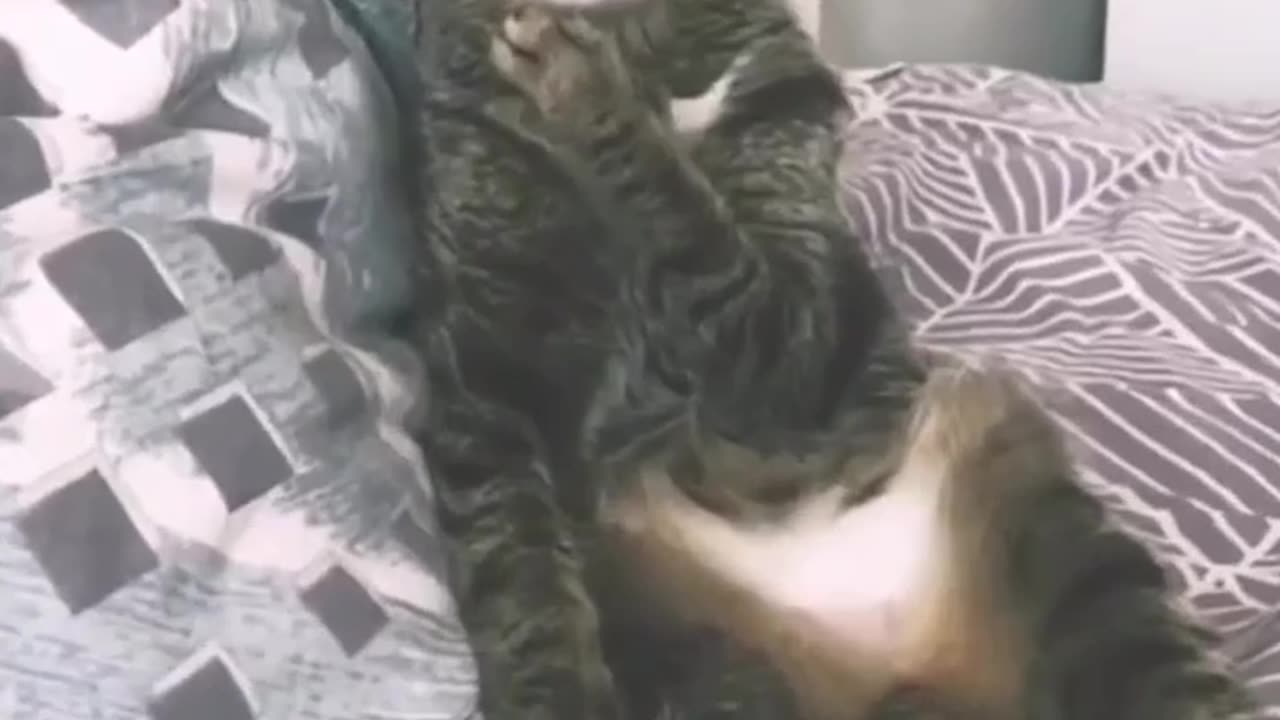 Funny Cat Compilation Vid (Part 1)