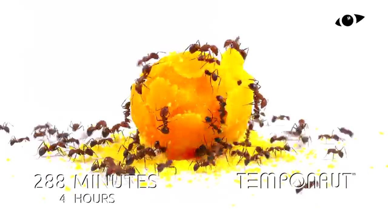 Timelapse Ants vs Egg Yolk