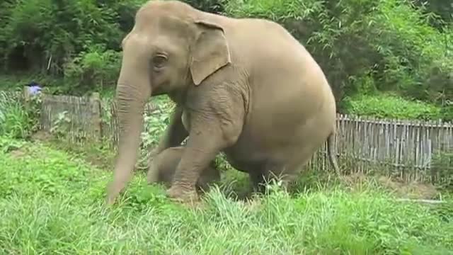 A three week old baby elephant exploring his territory (Nong 'Phil strikes out)