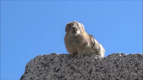 prairie dog freddie mercury Funny Video