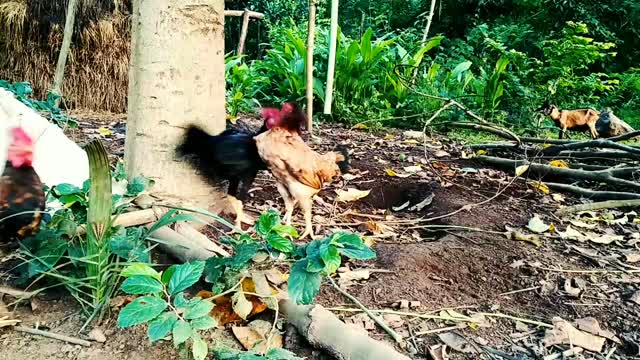 Mother hen and rooster fight.