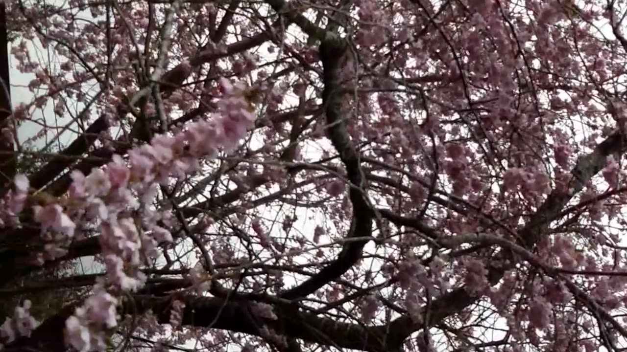 CHERRY BLOSSOMS