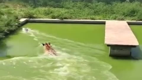 Challenge, catch me if you can #shorts #viral #shortsvideo #video