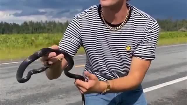 🐍Black Racer Snake 📹