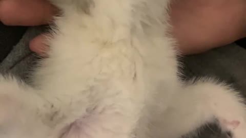 baby cat fainting