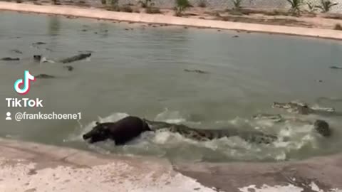 Crocodile attacks