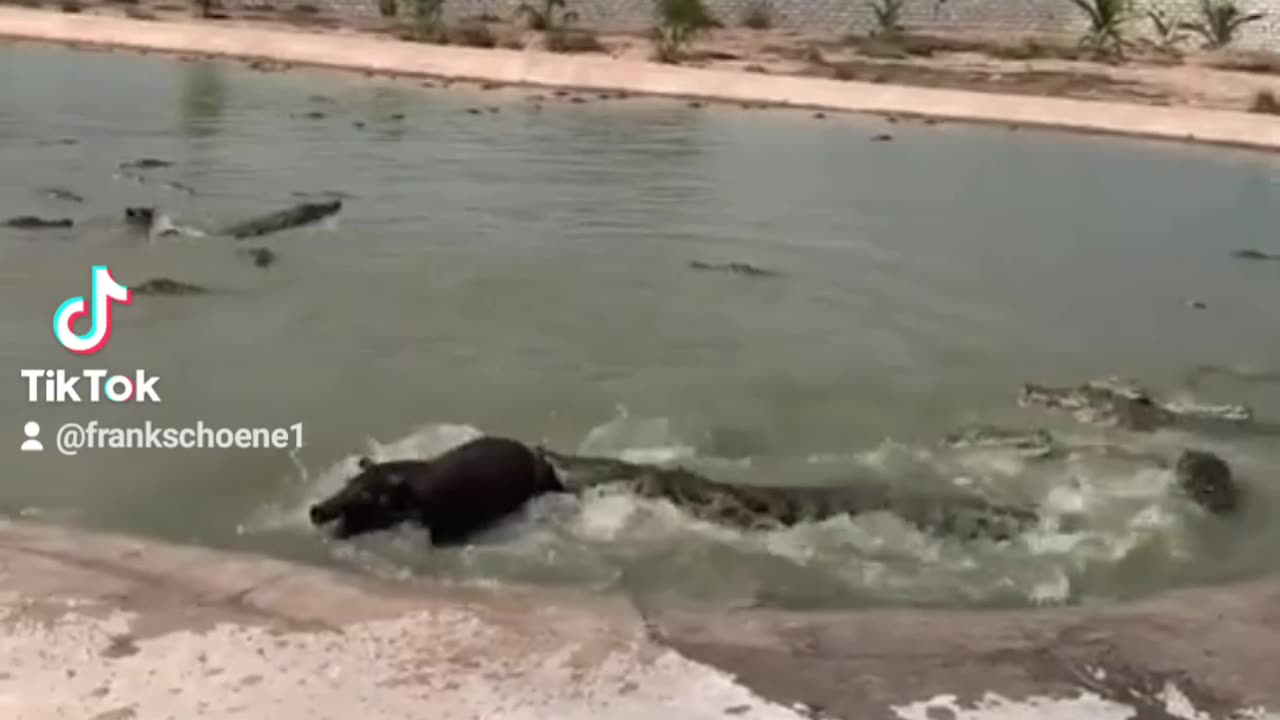 Crocodile attacks
