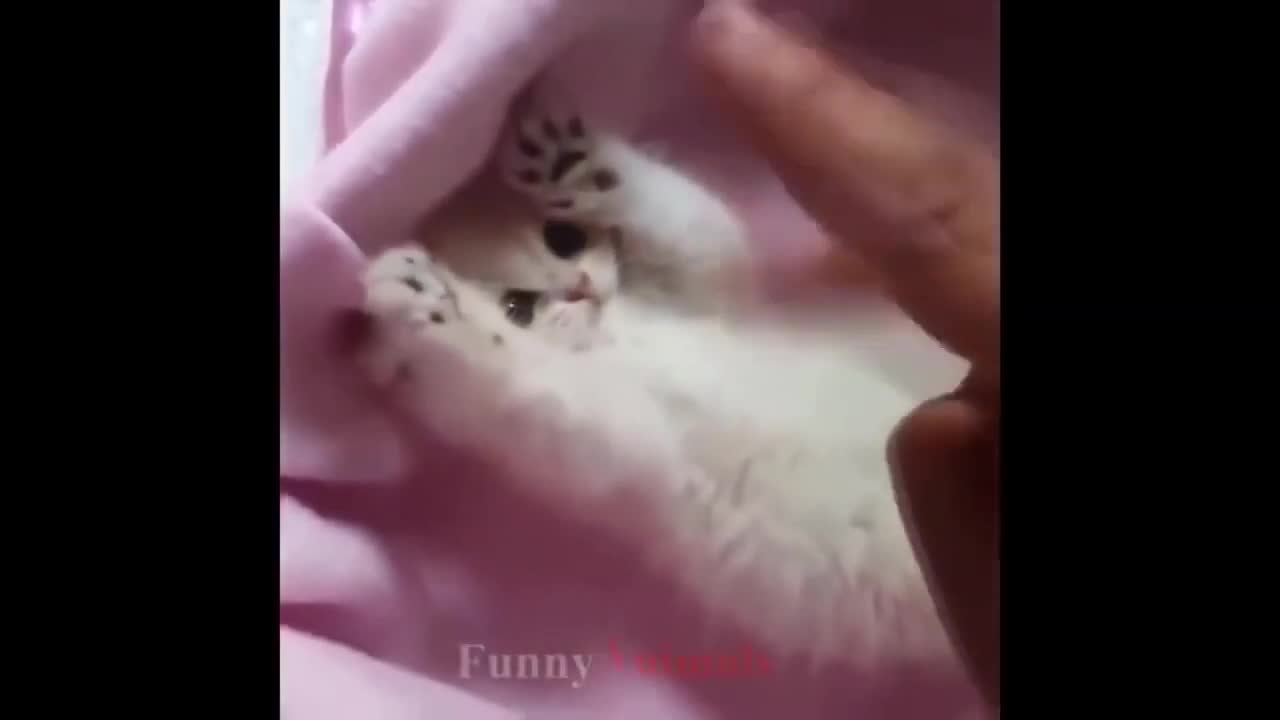 Cute and funny kitten