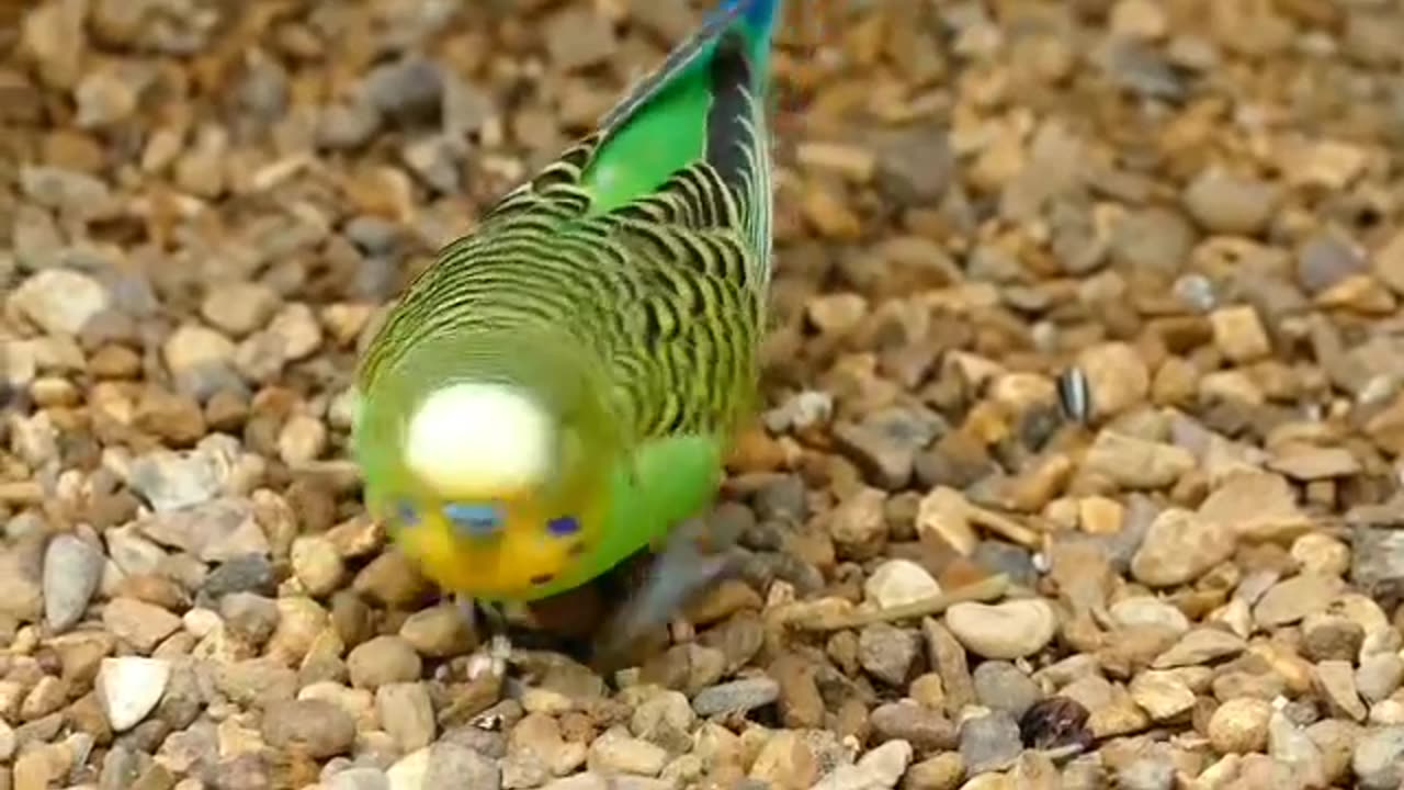 Budgerigar #parrots #birds #birdslover #viralvideo