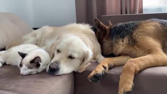 Golden Retriever, German Shepherd Puppy and Kitten Sleep like Babies