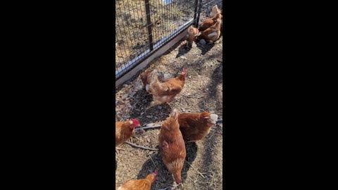 Merging Chicken Flocks