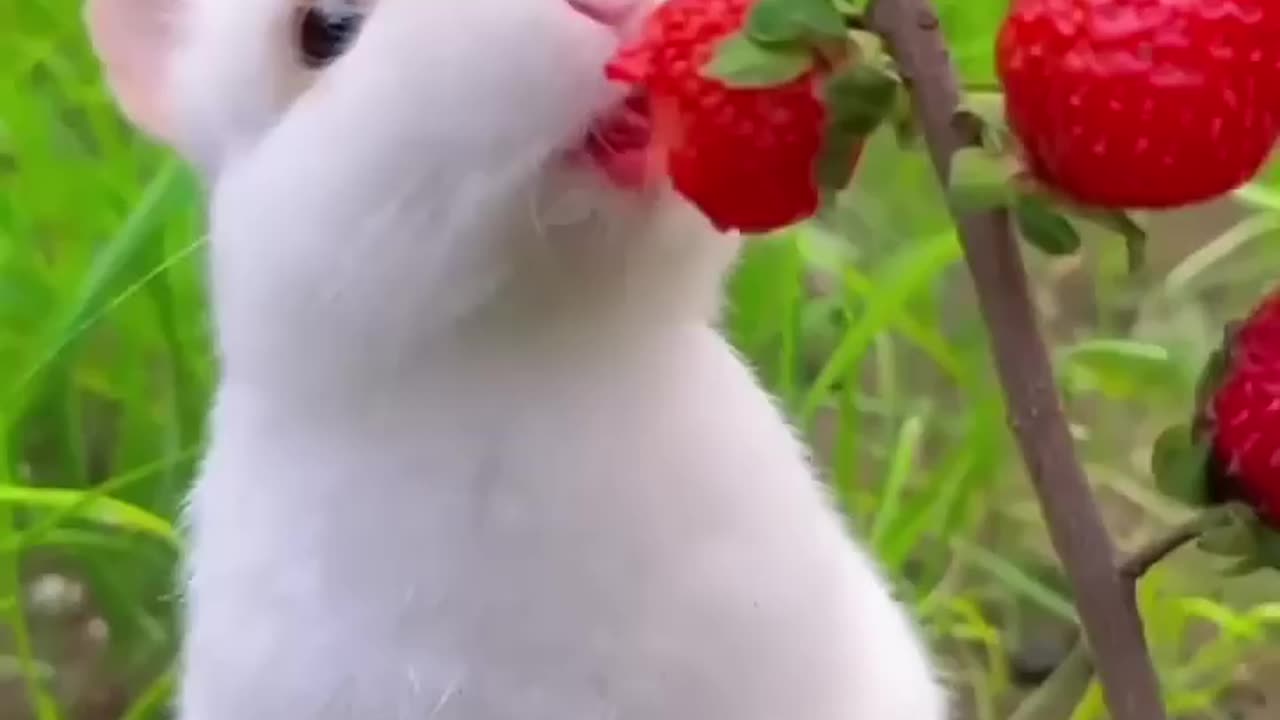 Asmr Funny bunny eat strawberry