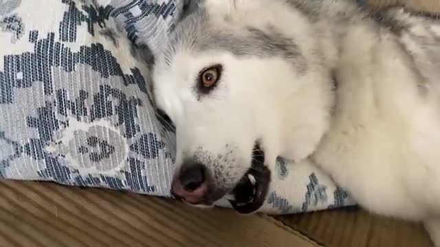 Stubborn Husky received bad news and throws tantrum