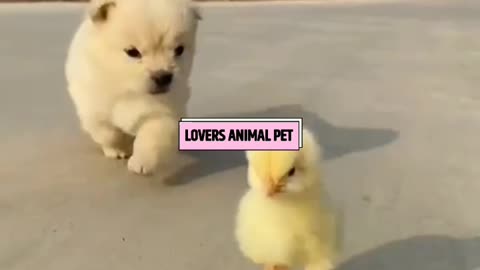 Funny Dog 📛 Hen