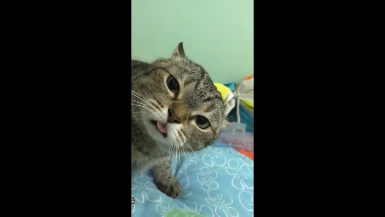 cat expression