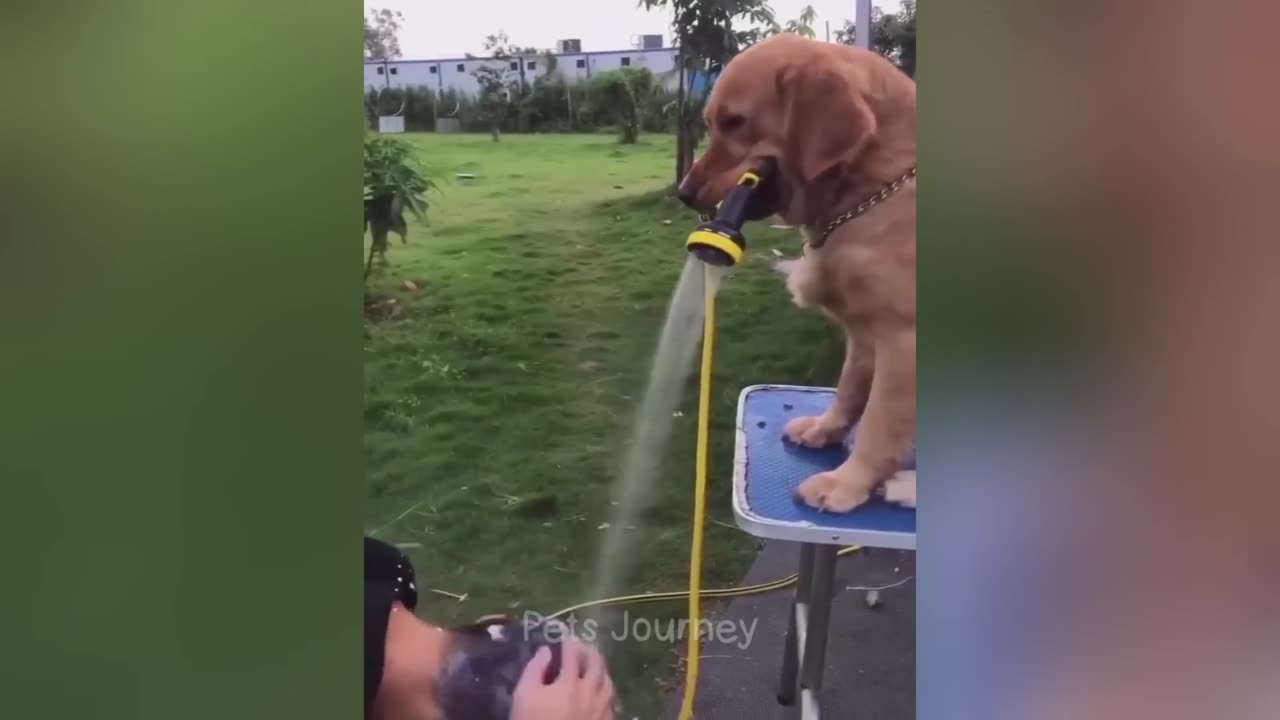 Funniest animal compilation ever