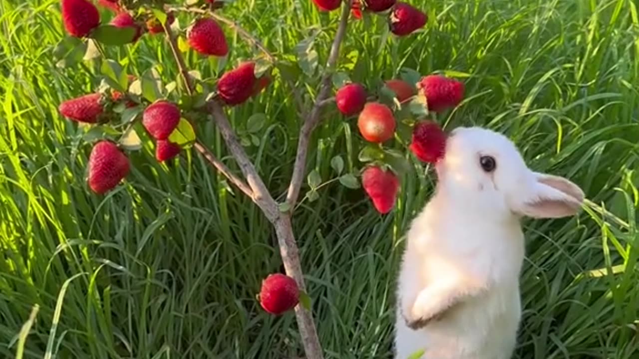 cute rabbit eating