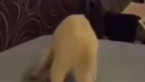 Funny cat video