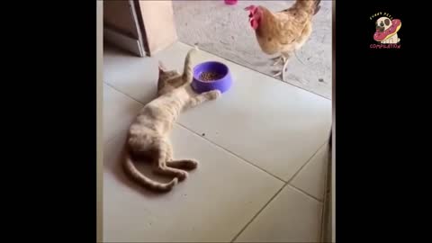 FUNNY ANIMALS <3