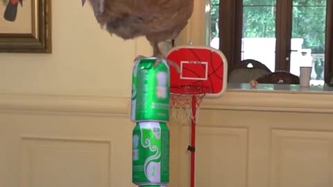 cat balancing