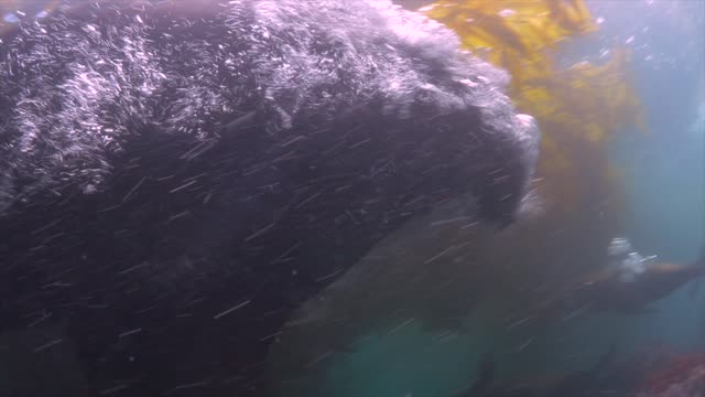 Sea Lion Attacks Camera Underwater