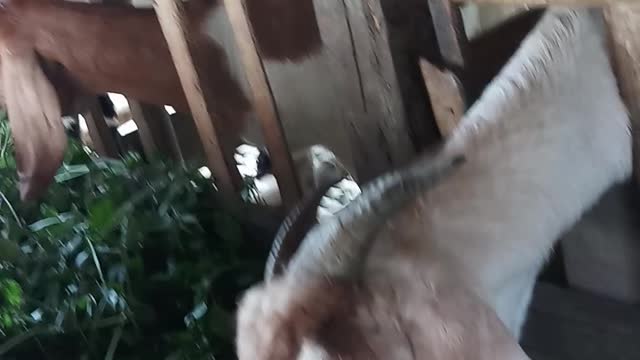 Many Goats Are Enjoying Such A Delicious Meal.