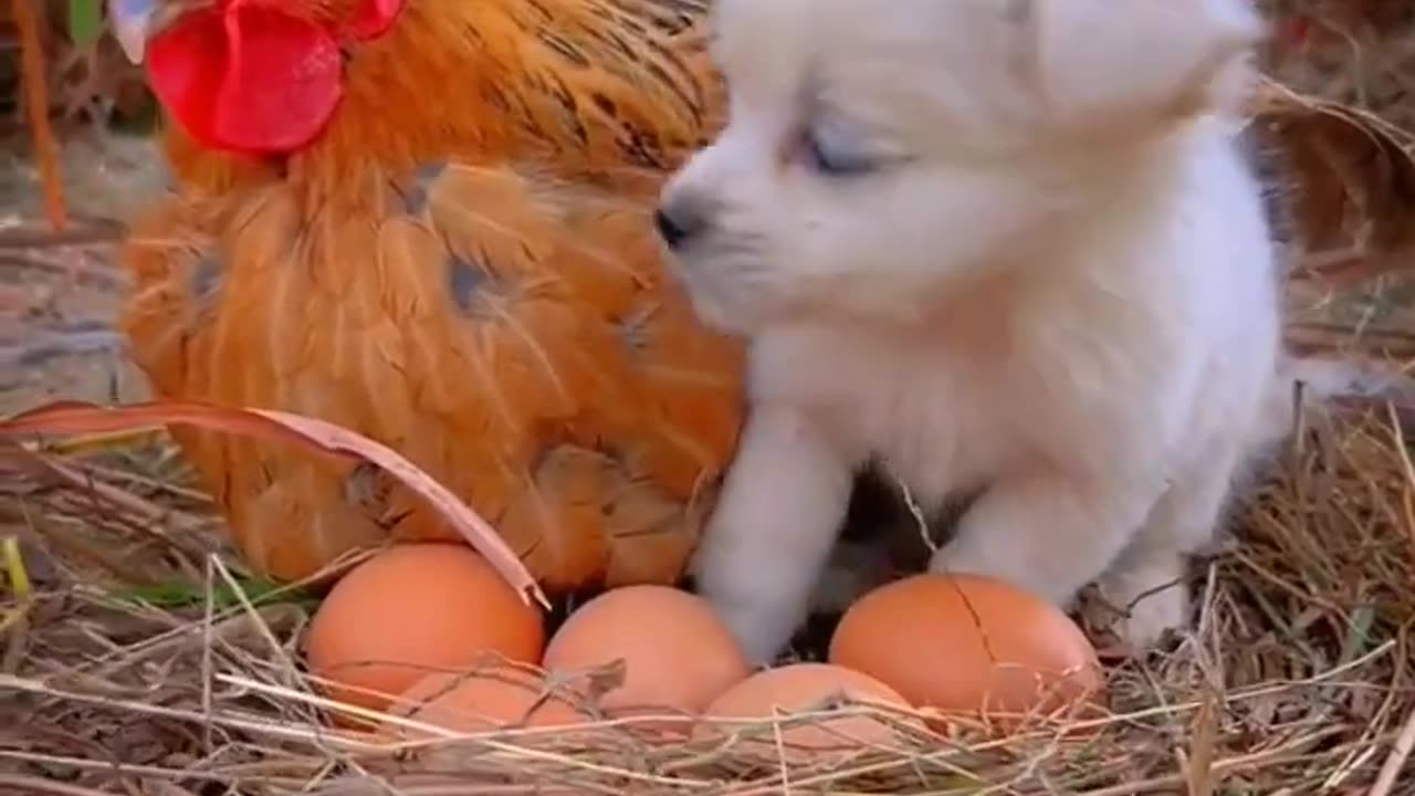 Puppis Love Cute Chicken