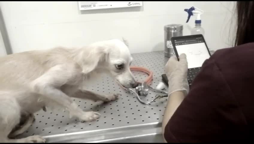 Fundación requiere donaciones para 10 perritos que perdieron a su dueña en Bucaramanga