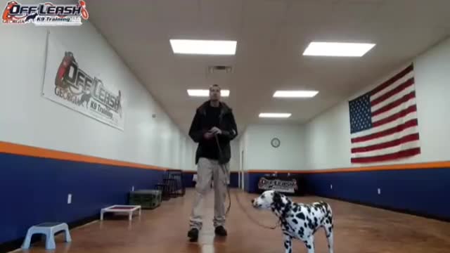 Dog training video